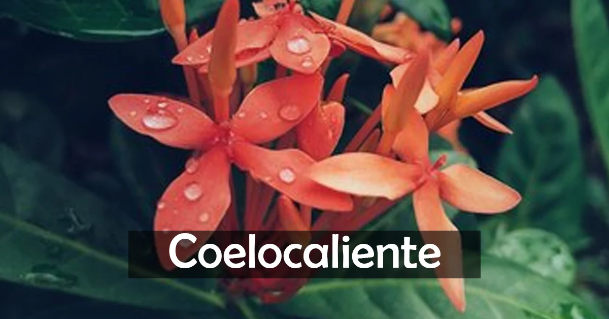 coelocaliente